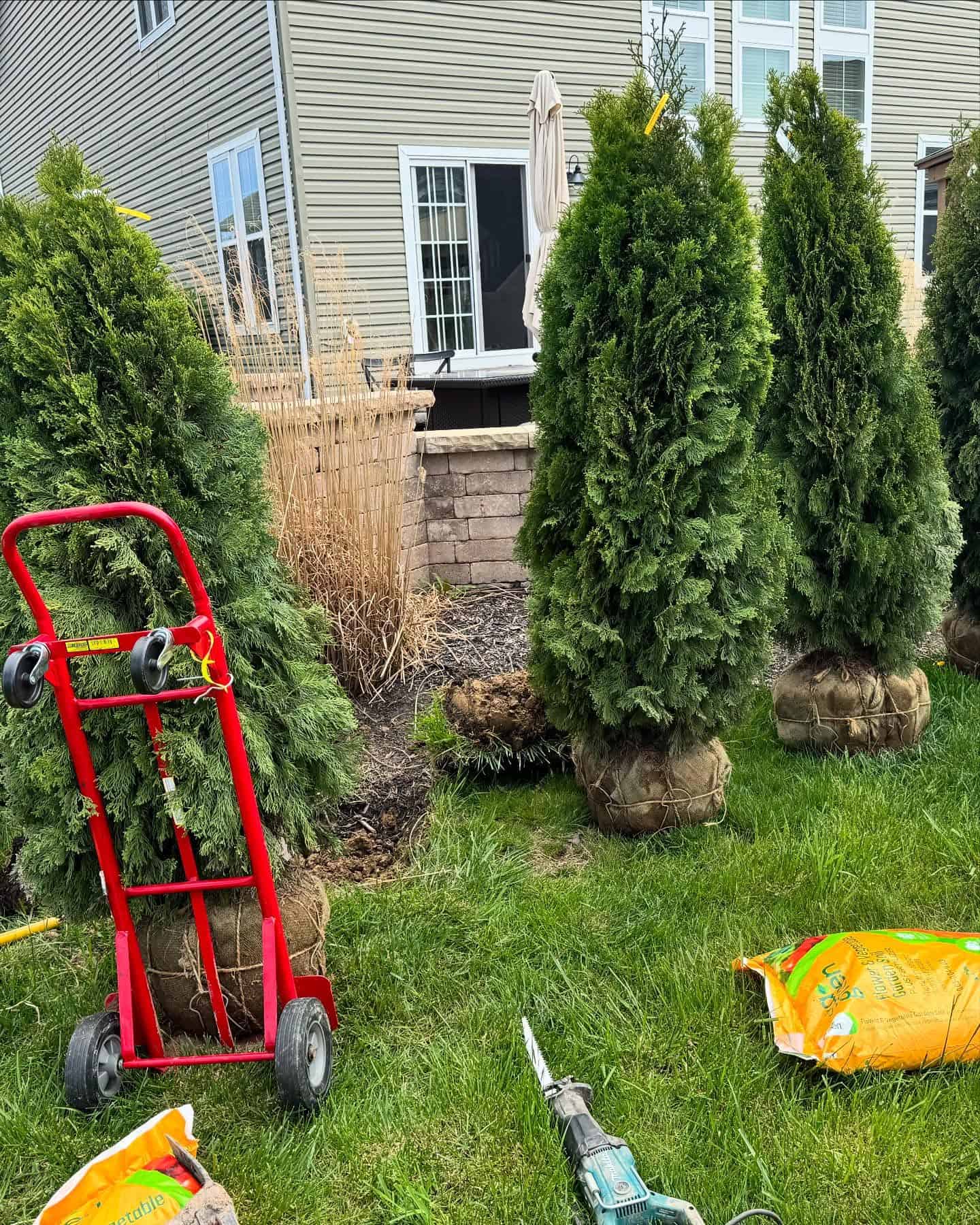 Arborvitae Planting Services image