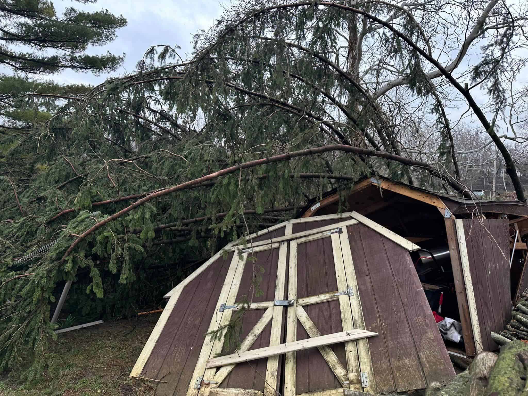 Emergency Tree Removal image