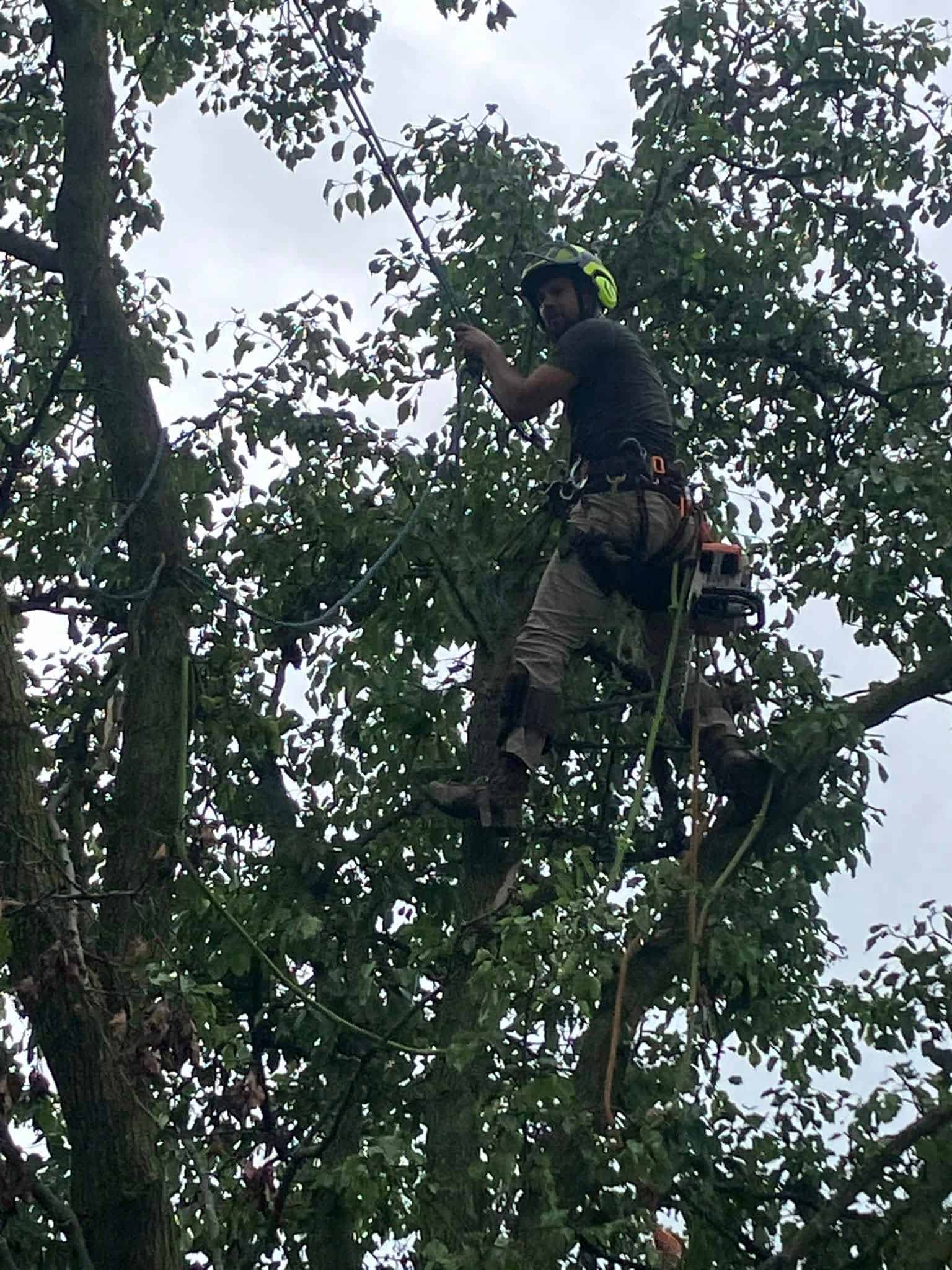 Tree Trimming Services image