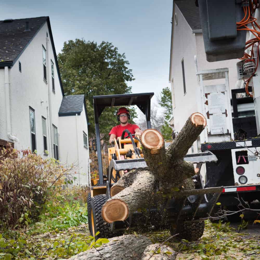 Full Tree Removal Services image