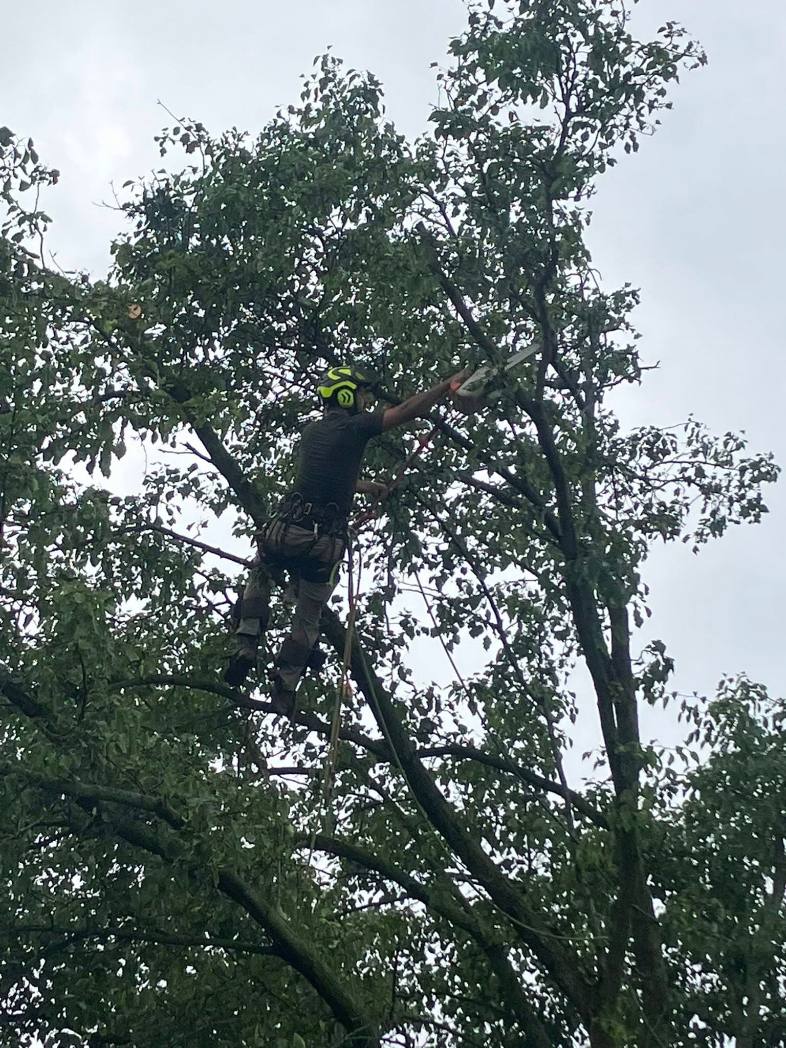 The Benefits of Regular Tree Maintenance image