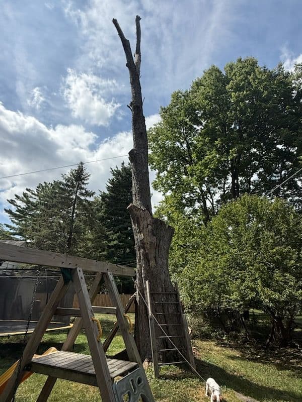 Gallery photos for Safe & Swift Backyard Transformation: Image #1