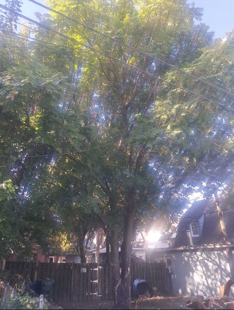 Gallery photos for Transform Your Yard with Expert Tree Removal: Image #1