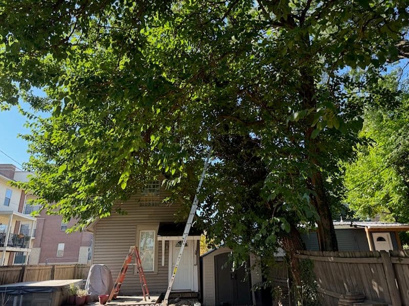 Gallery photos for Unexpected Tree Overhaul in Columbus Ohio: Image #1