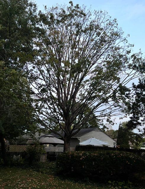 Backyard Transformation with Maple Tree Removal image