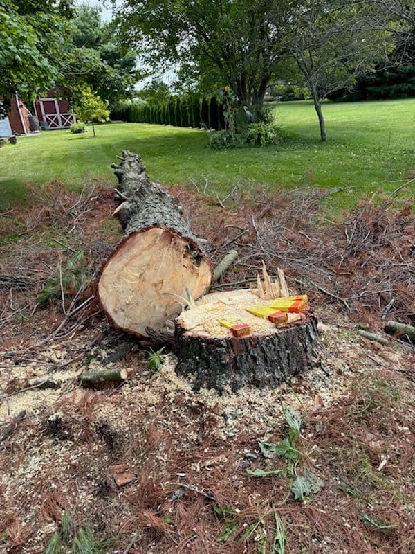 Expert Spruce Tree Removal Services image