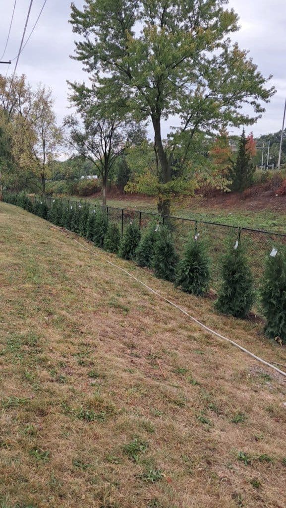 Privacy Enhanced with Arborvitae Screens image