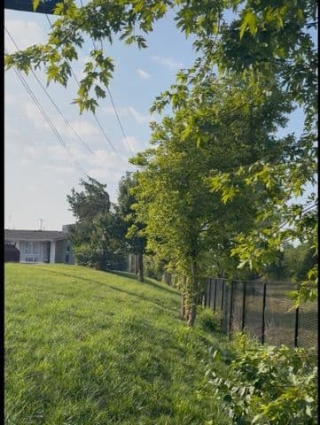 Before and After Tree Planting for a Privacy Screen image