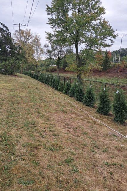 Gallery photos for Before and After Tree Planting for a Privacy Screen: Image #1