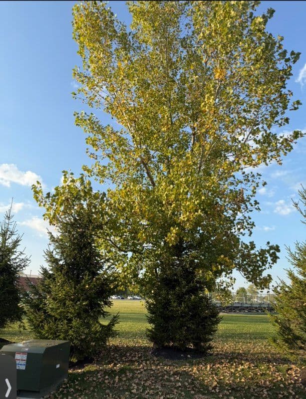 Seasonal Tree Trimming and Arborvitae Planting image