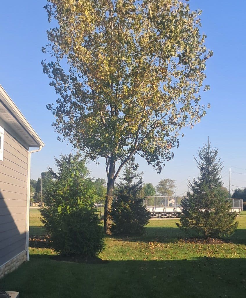 Gallery photos for Seasonal Tree Trimming and Arborvitae Planting: Image #1