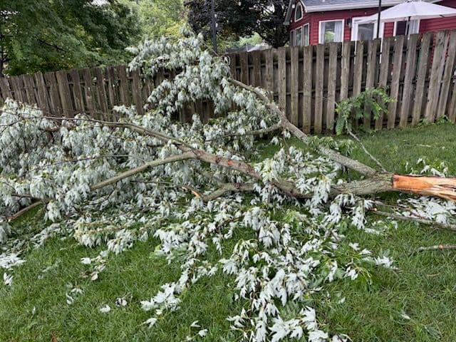 Storm-Damaged Silver Maple Restored in Worthington image