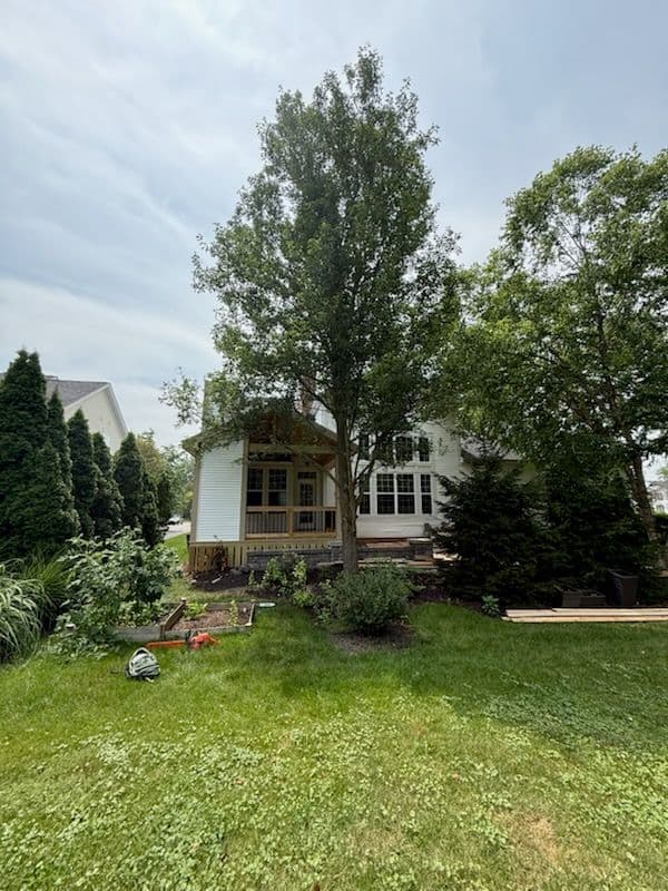 Safe Yard Transformation with Tree Removal image