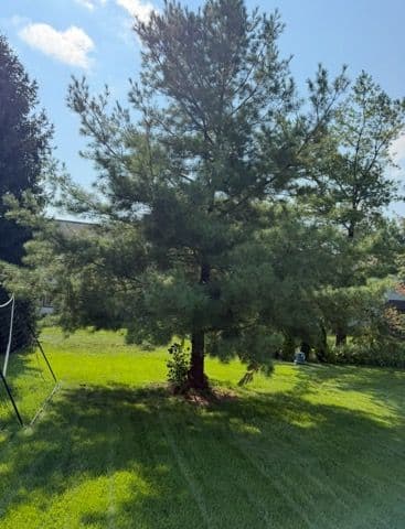 Stunning Tree Trim and Landscape Care image