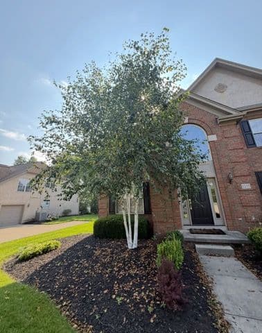 Gallery photos for Stunning Tree Trim and Landscape Care: Image #1