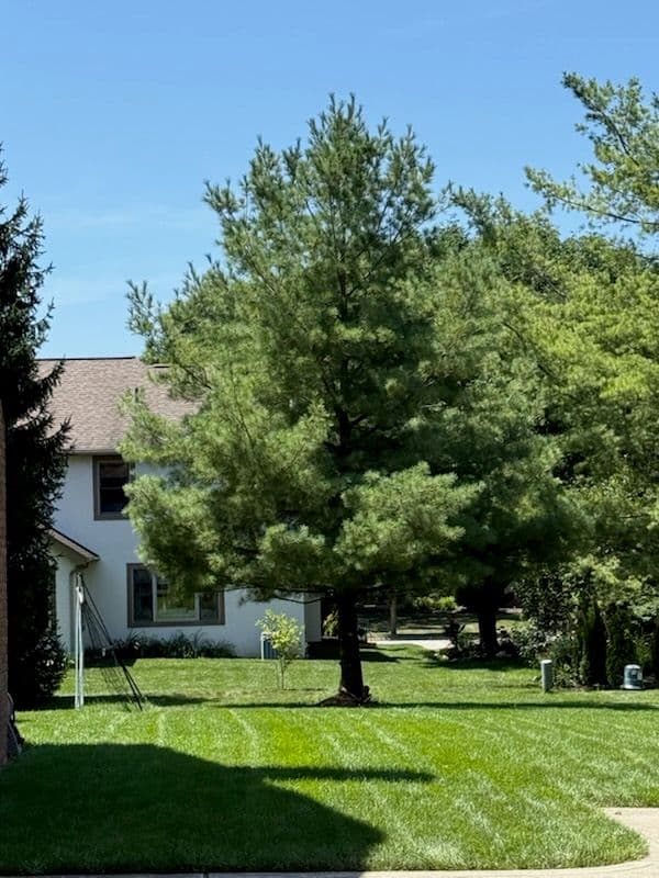 Gallery photos for Stunning Tree Trim and Landscape Care: Image #3