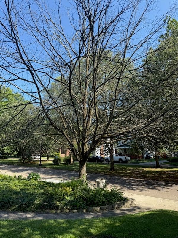 Gallery photos for Stunning Tree Removal Transformation in Clintonville: Image #1