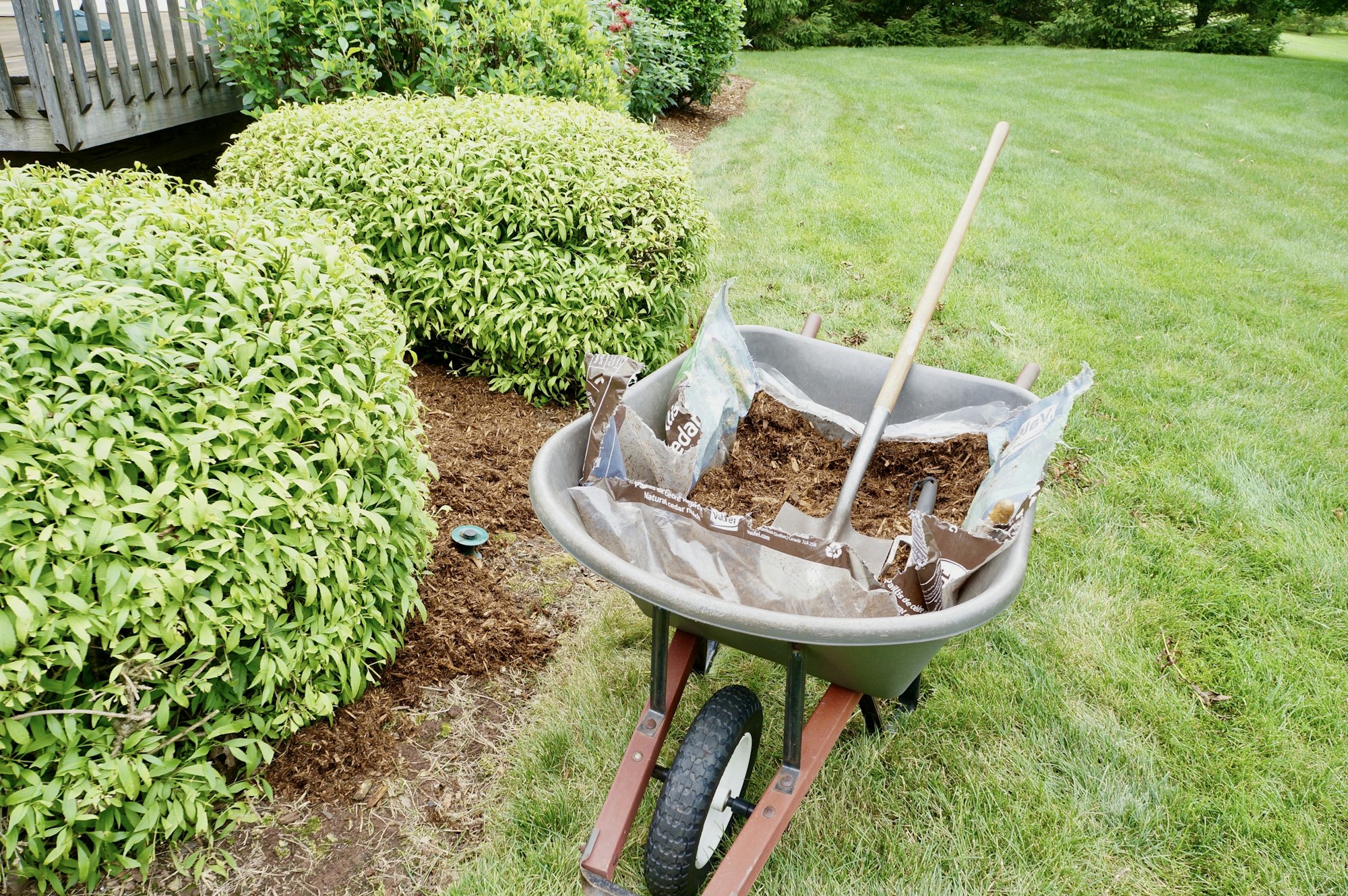 Wheelbarrow full of mulch in a yard.