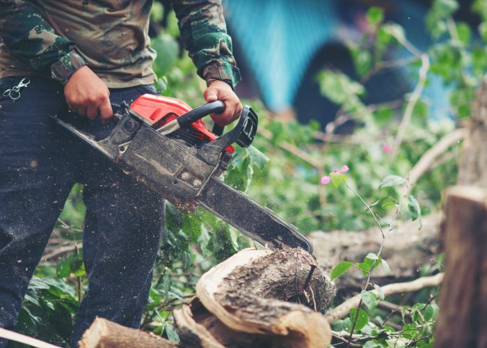 Asian man cutting trees using an electrical chainsaw