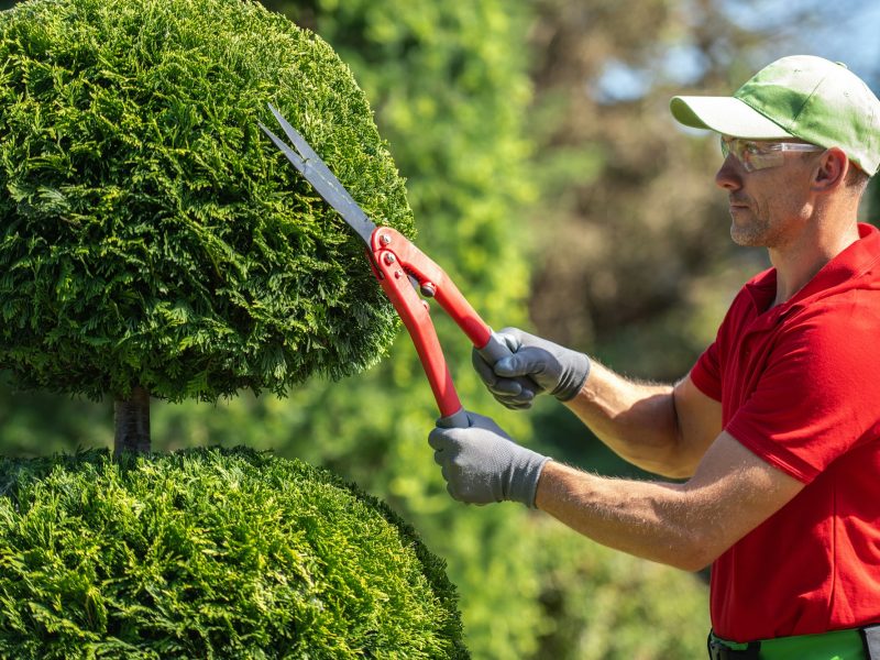 Professional Landscaper Trimming Ornamental Shrubbery