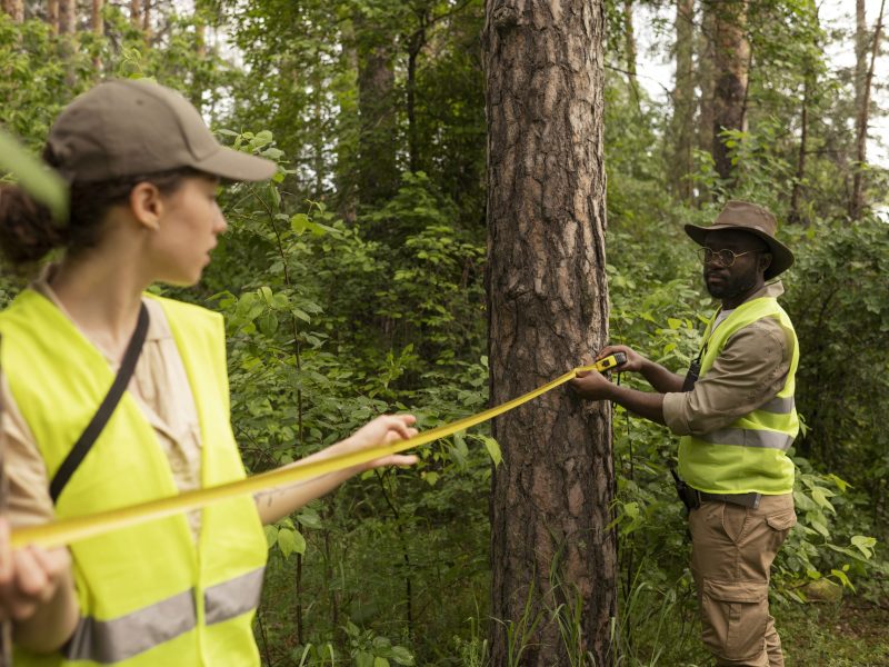 side-view-forest-wardens-measuring-distance