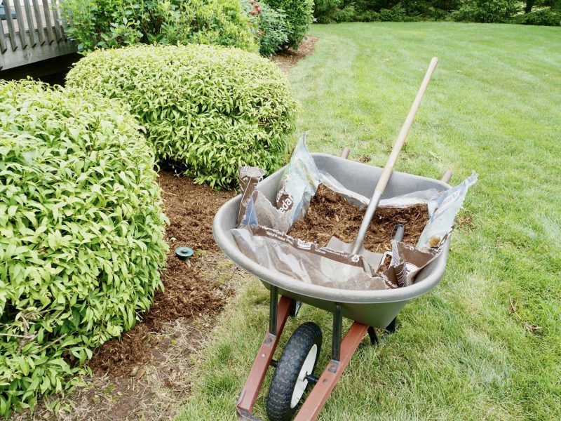 Wheelbarrow full of mulch in a yard.